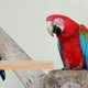 thumbnail image 4 of 3pcs Safe Pet Pet Platform Pedal Pedal Hámster Board Long Standing Toy Pet Supply, 4 of 5