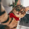 thumbnail image 6 of Elegant Velvet Suede Bow Tie Collar for Stylish Neck Accessory with Secure Buckle Design for Small Dogs and Cats, 6 of 8