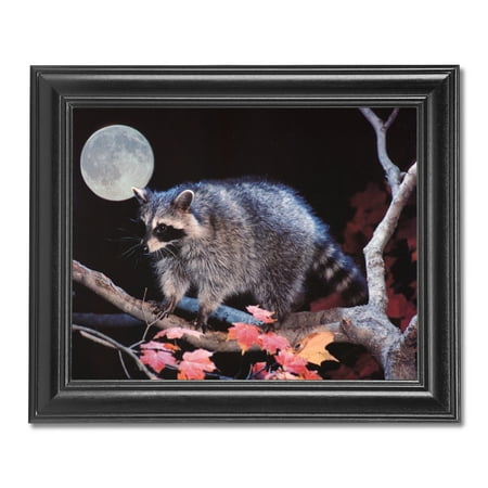 Raccoon Climbing in Tree at Night Full Moon Photo Wall Picture Black