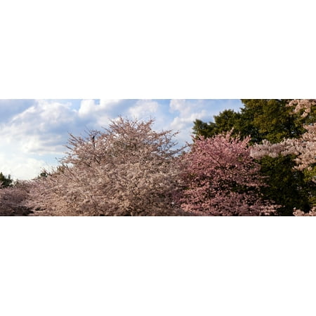 Cherry Blossom trees in full bloom at the National Mall Washington DC USA Stretched Canvas - Panoramic Images (27 x