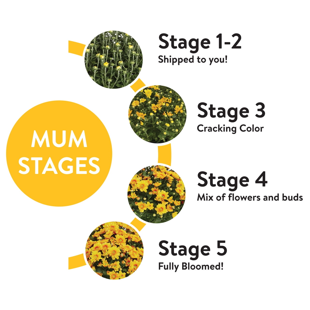 Better Homes & Gardens 3.5G Yellow Mum Live Plant in Decorative Pot Sun