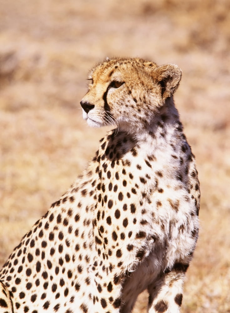 Cheetah In Maasai M