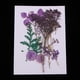 thumbnail image 1 of Flores y hojas secas naturales, adornos para bricoje, decoración del hogar, álbumes de recortes, margaritas pequeñas + gypsophi + Soledad Flores secas prensadas naturales, 1 of 10