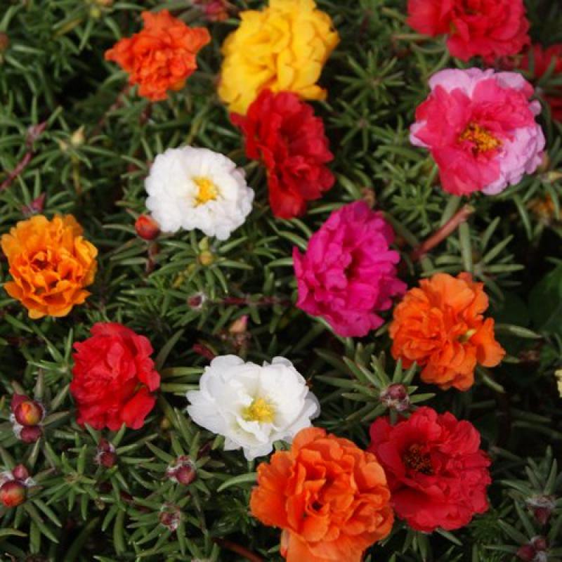 Outsidepride Moss Rose Plant Seed Mix 5000 Seeds