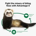 thumbnail image 3 of Advantage II Vet-Recommended Flea Prevention for Ferrets 1 lb+, 2-Monthly Treatments, 3 of 7