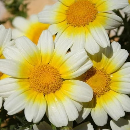 Garland Daisy Flower Seeds for Planting (100 Seeds) - Vibrant Bicolor Garden Flowers