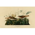 thumbnail image 2 of Vintage Apple Collection 32x21 White Modern Wood Framed Museum Art Print Titled - Fox Colored Sparrow, 2 of 4
