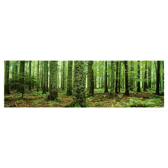 rain forest (green trees, panorama) art poster print - 36x12 art poster print, 36x12 photography art poster print, 36x12