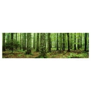 rain forest (green trees, panorama) art poster print - 36x12 art poster print, 36x12 photography art poster print, 36x12