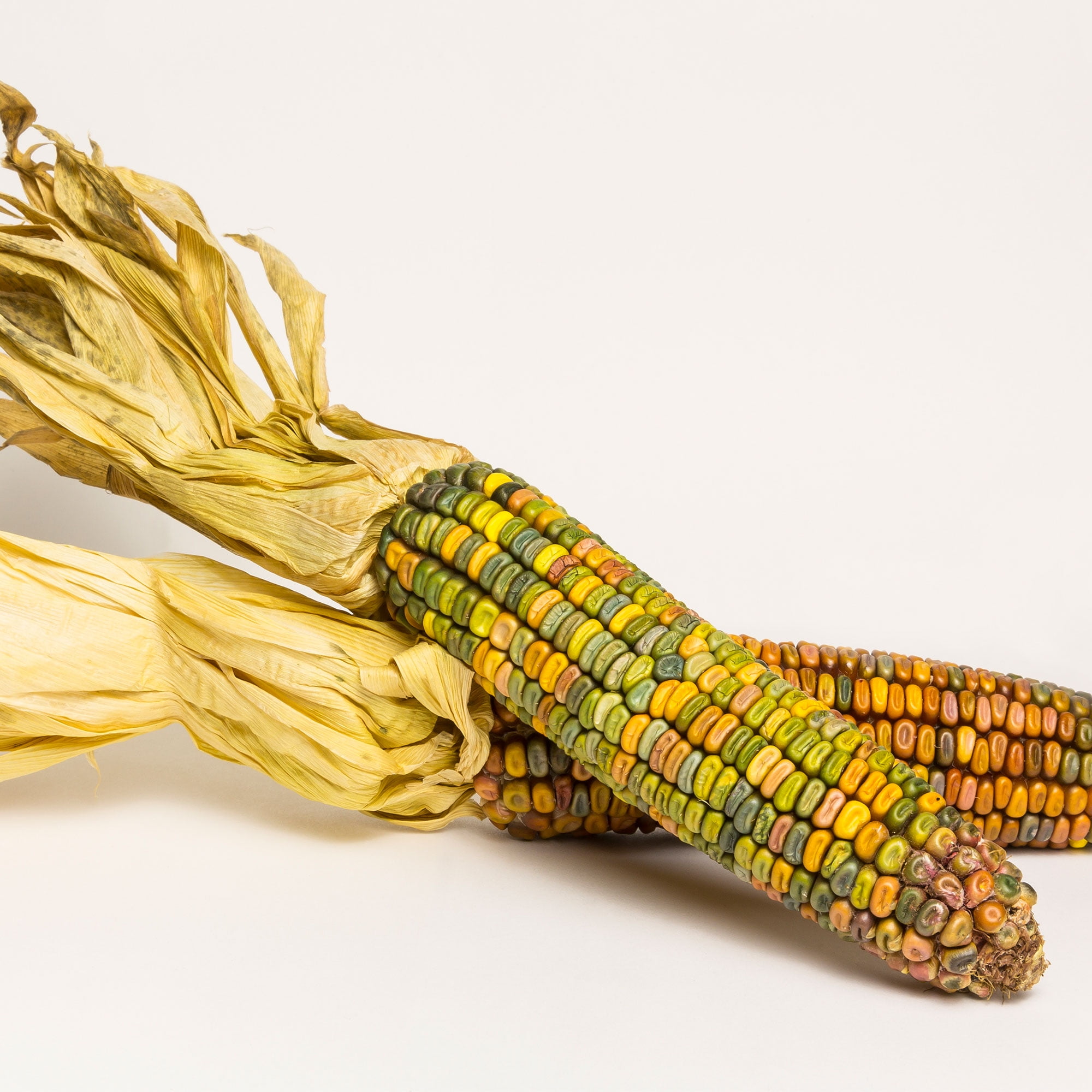 50 organic HOPI BLUE Corn seeds; historic variety non-GMO; open pollinated
