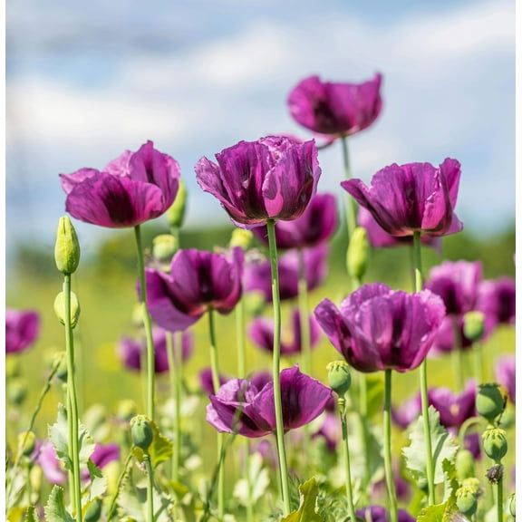 1000 Seeds HUNGARIAN BREADSEED POPPY Papaver Somniferum Purple Blue Flower Seeds