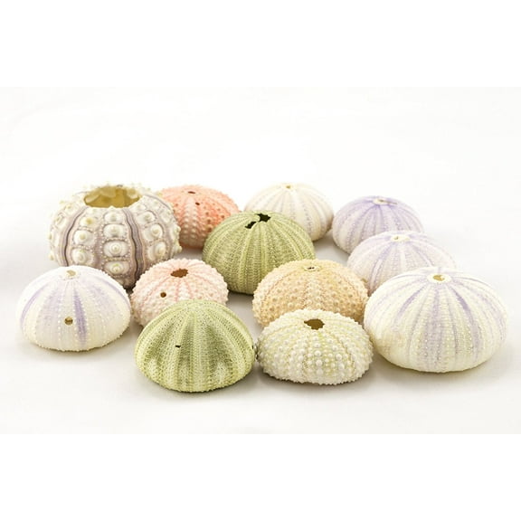 Sea Urchin 12 Variety Pack Imperfect Sea Urchins Flawed Pink Purple Green Sea Urchin Shells Decor