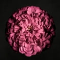 thumbnail image 2 of Maclean, Leah 15x15 White Modern Wood Framed Museum Art Print Titled - Portrait of a Zinnia I, 2 of 4