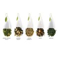 thumbnail image 3 of Tea Forte Caja de Presentaci&oacute;n Petite - Muestra de T&eacute; Verde con 10 Infusores en Forma de Pir&aacute;mide, Hechos a Mano, Surtido Variado, 3 of 5