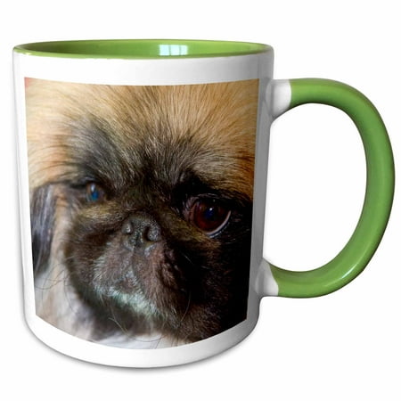 Pekingese Porcelain - 3dRose USA, California. Pekingese close up. - Two Tone Green Mug, 11-ounce