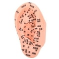Ear Zone Model Ear Acupoint Pressure Point Learning Human Acupuncture