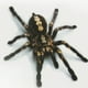 thumbnail image 2 of sweethay 1 uds/2 uds 3D pegatina de araña divertida cabeza de coche cola personalidad pegatinas de araña decoración DIY decoración Automoción decorativa y accesorios Negro sweethay CZ10675-01, 2 of 6