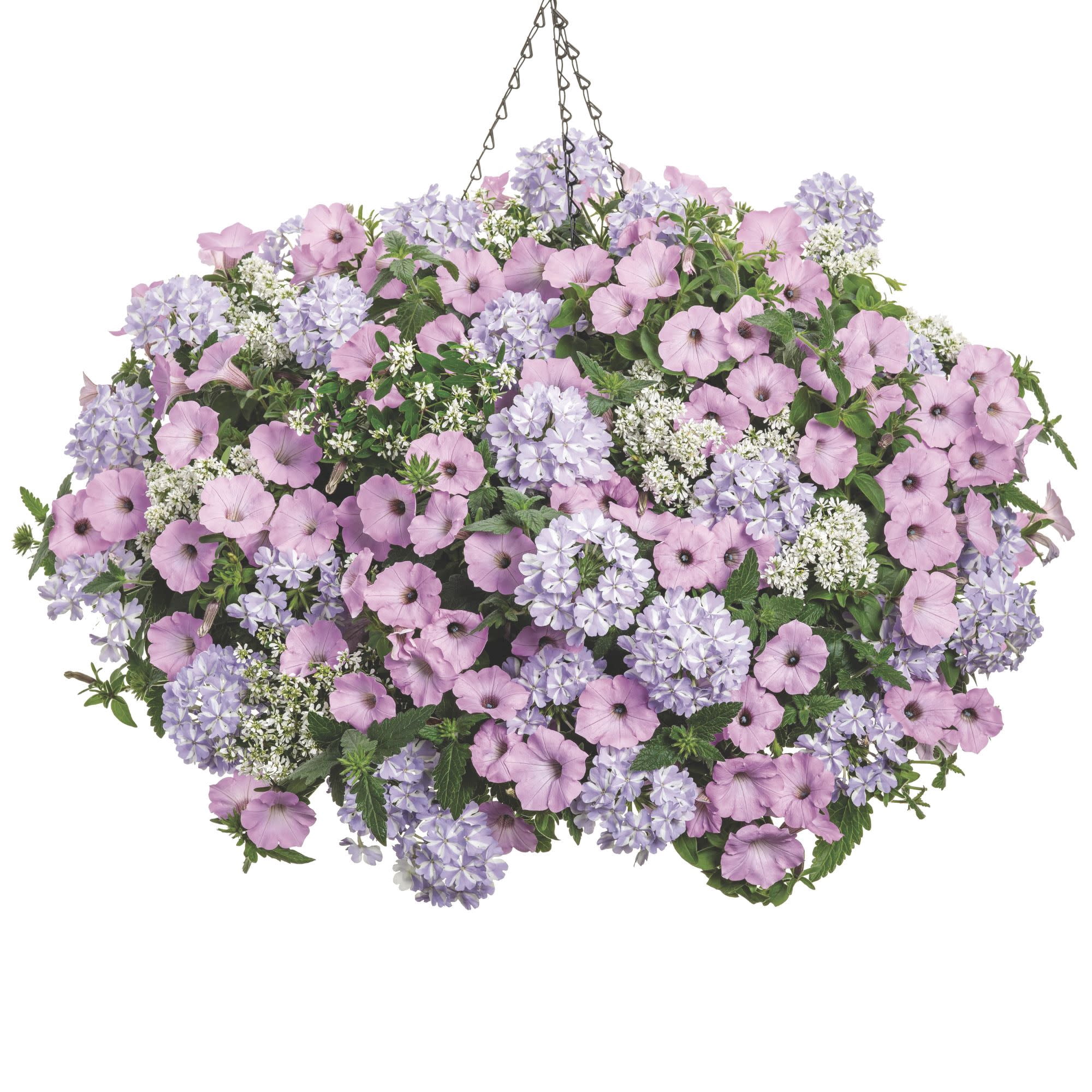 Proven Winners 4" Pink Supertunia Vista Cool Jazz Petunia Live Plant in 4.25" Pot (4 Count)