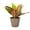 Coffee, variant on Live Petra Croton Plant - Colorful Foliage - 4" Decorative Pot Cover - Thorsen's Greenhouse