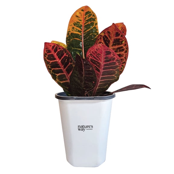 Nature’s Way Farms Croton Petra Outdoor Live Plant (12-14in Tall) in Grower Pot