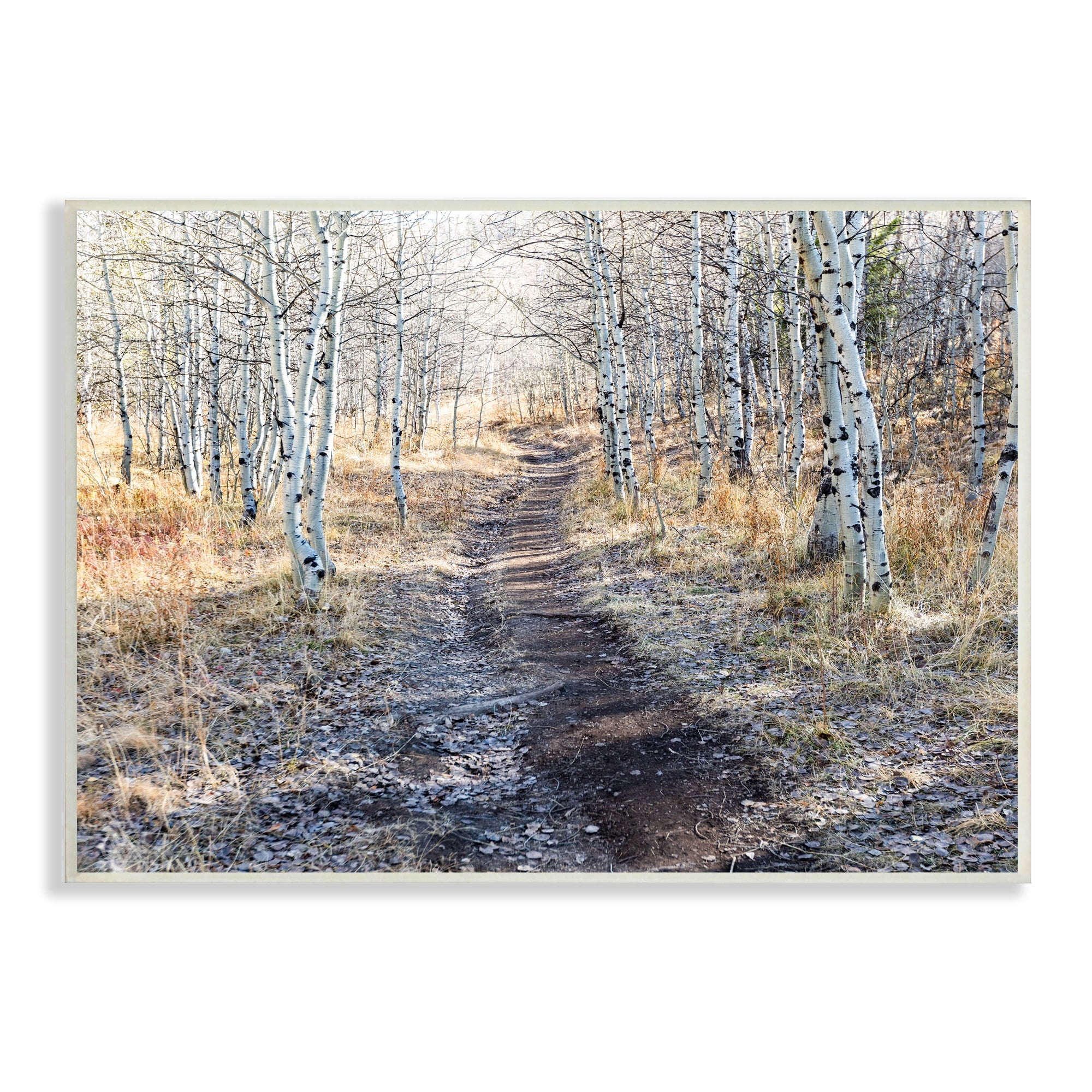 Stupell Industries Dirt Path Between Birch Tree Forest Woodland Scene Photograph Unframed Art Print Wall Art, Design by Steve Smith