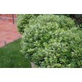 thumbnail image 5 of Compact Green Pittosporum  3 Live Plants  Pittosporum Tobira  Beautiful Fragrant Flowering Low Maintenance Shrub, 5 of 8