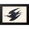 thumbnail image 2 of Audubon, John James 24x17 Black Modern Framed Museum Art Print Titled - Pl 235 Sooty Tern, 2 of 5