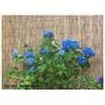 GardenPath 1/2" OP Brown Natural Bamboo Fence in-a-bag, 6'Hx15'L