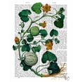 thumbnail image 2 of Fab Funky 12x14 Black Ornate Wood Framed with Double Matting Museum Art Print Titled - Squash Vine 2, 2 of 4