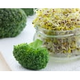 thumbnail image 5 of Broccoli Sprouting Seeds, 0.5 Pounds — Kosher, Sproutable, Raw, Vegan — by Food to Live, 5 of 6