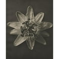 thumbnail image 3 of Blossfeldt, Karl 15x18 Black Modern Framed Museum Art Print Titled - Blossfeldt Flower I, 3 of 5