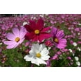 thumbnail image 3 of "Sensation Mix" Cosmos Flower Seeds for Planting, 100+ Seeds Per Packet Non GMO & Heirloom Seeds, Scientific Name Cosmos bipinnatus, Great Home Flower Garden Gift, 3 of 6