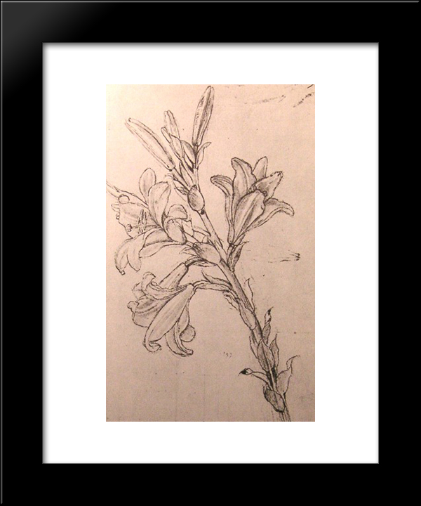 Drawing of lilies, for an Annunciation 20x24 Framed Art Print by