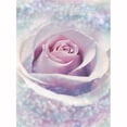 thumbnail image 1 of Brewster Home Fashions XXL2-020 Rose Mystique Murale - 72 Po, 1 of 1