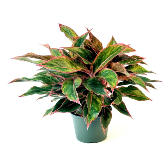 6 in. Aglaonema Aurora Siam Red Plant in Grower Container