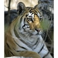thumbnail image 2 of Tiger Sitting Amongst Leaves  Close Up Poster Print, 2 of 2