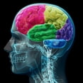 thumbnail image 2 of Colored Sections Male Human Wall Mural by Wallmonkeys Peel and Stick Graphic (24 in H x 22 in W) WM285291, 2 of 4
