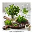 thumbnail image 4 of Hierba Buena Frutas y Verduras Frescas por Pieza, 4 of 5