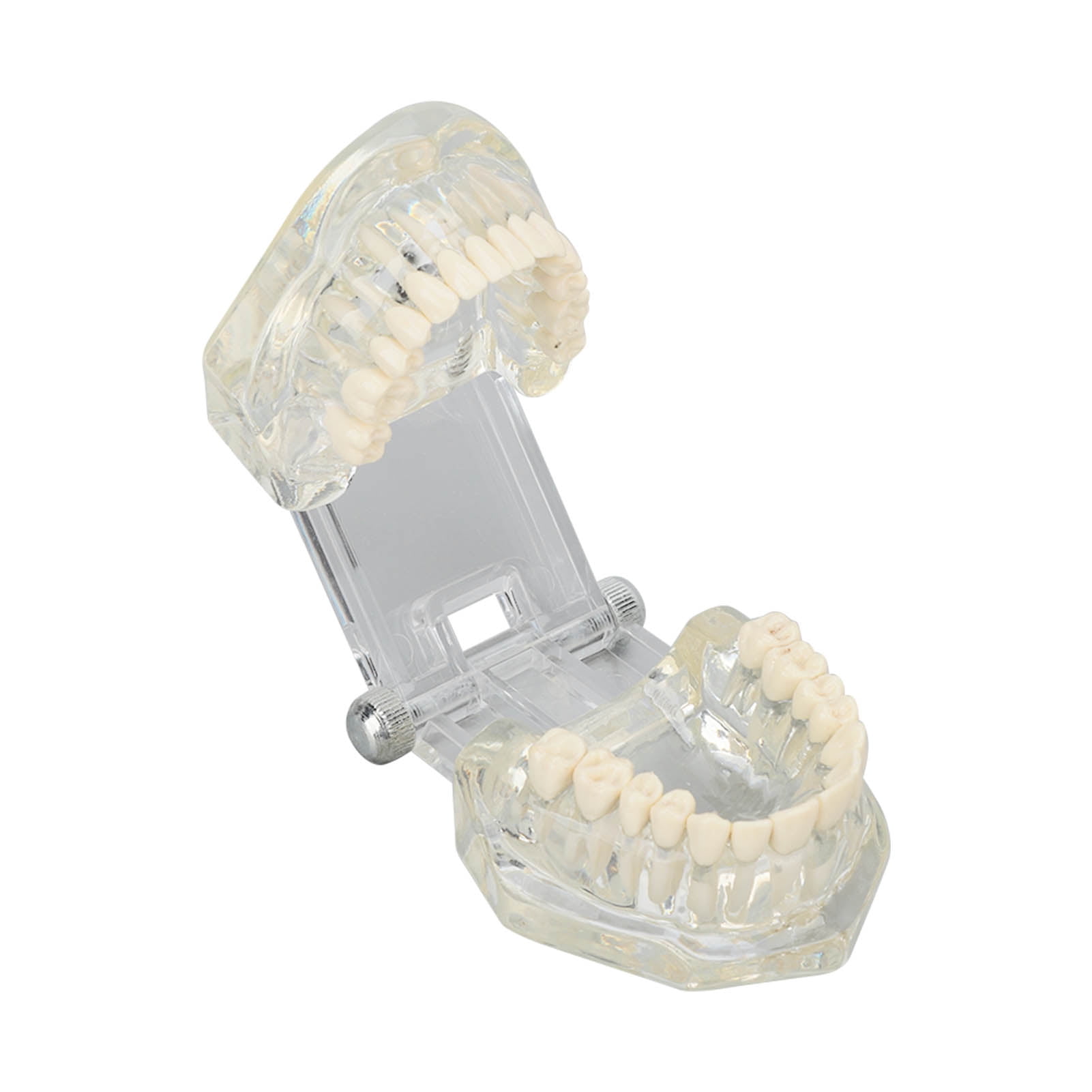 Dental Teeth Teaching Model, Educational Dental Teeth Model For Dental