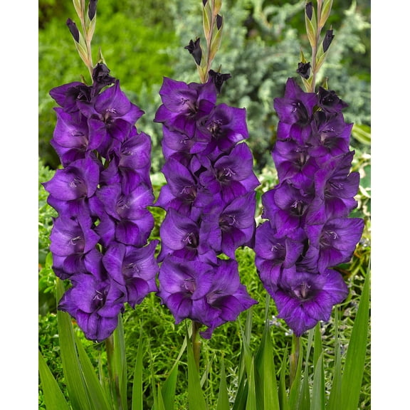 Purple Flora Gladiolus - 5 bulbs