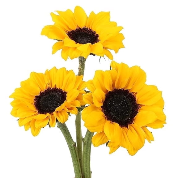 KaBloom :100 Fresh Cut Sunflowers Farm-Fresh.