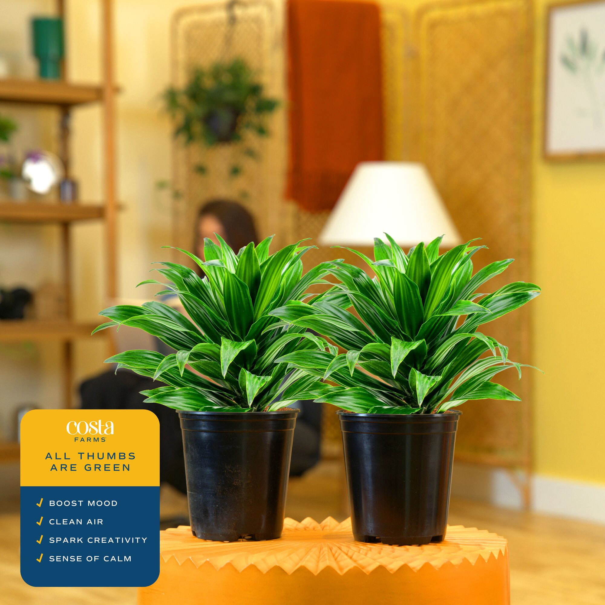 Costa Farms 14" Dracaena Janet Craig Live House Plants in 5" Grower Pot (2 Count)