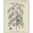 thumbnail image 2 of Vision Studio  26x32 White Modern Wood Framed Museum Art Print Titled - Antique Black and White Botanical IX, 2 of 4