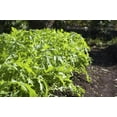 thumbnail image 2 of TomorrowSeeds - Mizuna Mustard Green Seeds - 3000+ Count - For 2026 Planting Japanese Salad Brassica, 2 of 11