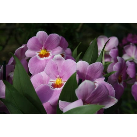 - Peel-n-Stick Poster of Floral Tropical Flowers Orchid Orchids Flora Poster 24x16 Adhesive Sticker Poster Print