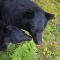 thumbnail image 2 of Paulson, Don 12x12 Gold Ornate Wood Framed with Double Matting Museum Art Print Titled - Alaska, Anan Creek Mother bear and cub, 2 of 4