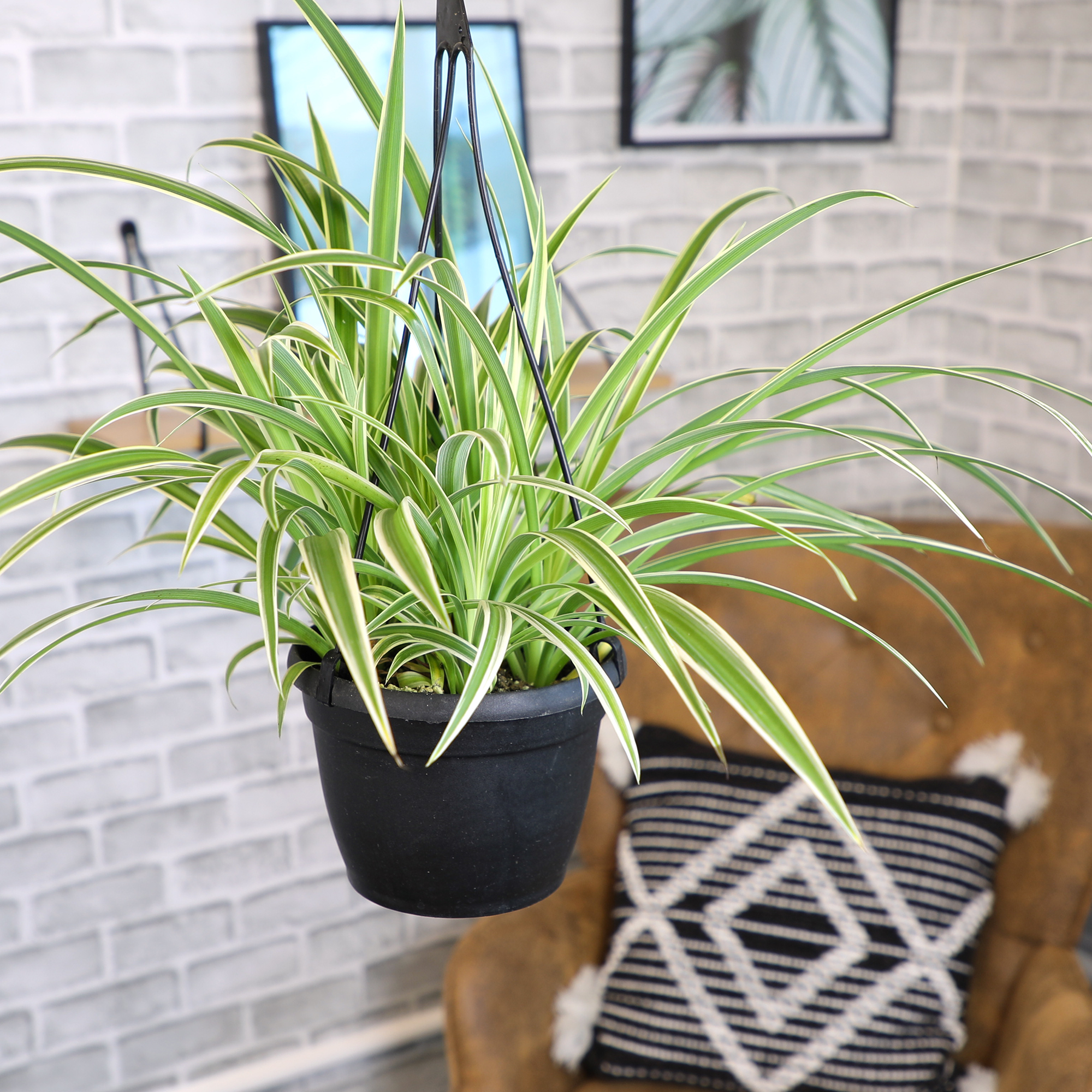 Element by Altman Plants 6in Hanging Basket Spider Plant