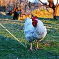 thumbnail image 4 of BESTYASH Herramienta Para Pollos Y Pequeños Con Gancho, 4 of 8