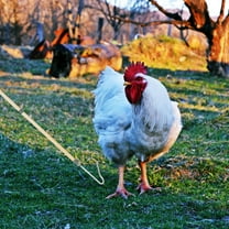 GARVALON Chicken Catcher Hook Pole 1Set for Efficient Transport of Small Animals 12.50X5.50X1.00in