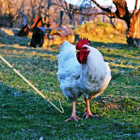GARVALON Chicken Catcher Hook Pole 1Set for Efficient Transport of Small Animals 12.50X5.50X1.00in